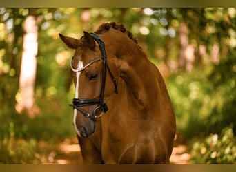 Cheval de sport allemand, Hongre, 4 Ans, 170 cm, Alezan