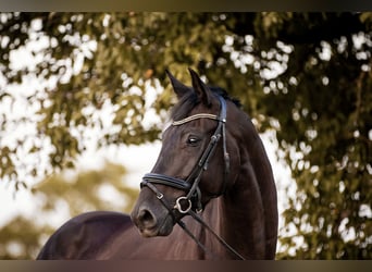 Cheval de sport allemand, Hongre, 4 Ans, 170 cm, Bai brun foncé