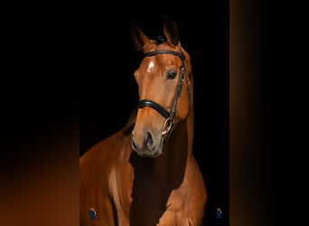 Cheval de sport allemand, Hongre, 4 Ans, 170 cm, Bai