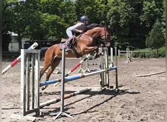 Cheval de sport allemand, Hongre, 4 Ans, 170 cm, Bai