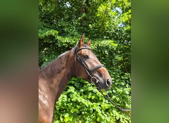 Cheval de sport allemand, Hongre, 4 Ans, 170 cm