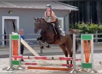 Cheval de sport allemand, Hongre, 4 Ans, 170 cm