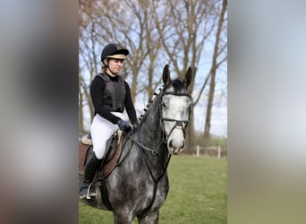 Cheval de sport allemand, Hongre, 4 Ans, 170 cm, Gris