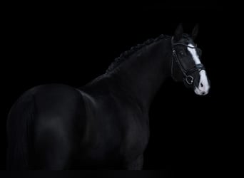 Cheval de sport allemand, Hongre, 4 Ans, 170 cm, Noir