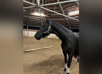 Cheval de sport allemand, Hongre, 4 Ans, 170 cm, Noir