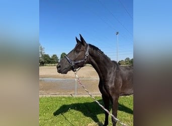 Cheval de sport allemand, Hongre, 4 Ans, 170 cm, Noir