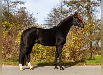 Cheval de sport allemand, Hongre, 4 Ans, 171 cm, Bai brun