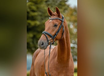 Cheval de sport allemand, Hongre, 4 Ans, 172 cm, Alezan brûlé