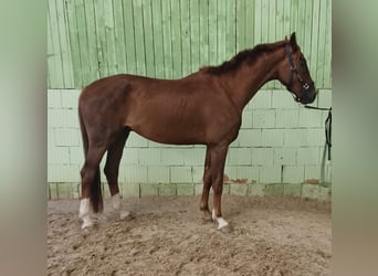 Cheval de sport allemand, Hongre, 4 Ans, 172 cm, Alezan brûlé