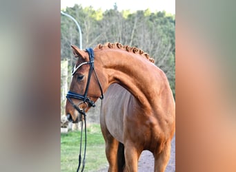 Cheval de sport allemand, Hongre, 4 Ans, 172 cm, Alezan