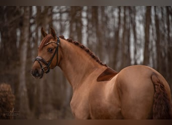 Cheval de sport allemand, Hongre, 4 Ans, 172 cm, Alezan