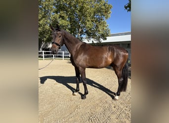 Cheval de sport allemand, Hongre, 4 Ans, 172 cm, Bai brun