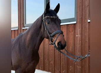 Cheval de sport allemand, Hongre, 4 Ans, 172 cm, Bai brun foncé