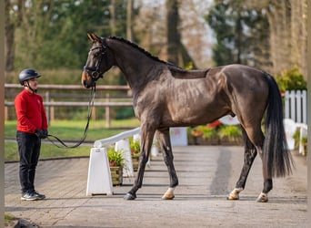 Cheval de sport allemand, Hongre, 4 Ans, 172 cm, Bai brun foncé