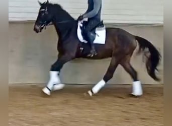 Cheval de sport allemand, Hongre, 4 Ans, 172 cm, Bai brun