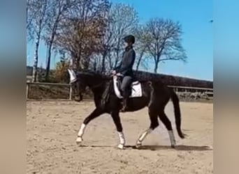 Cheval de sport allemand, Hongre, 4 Ans, 172 cm, Bai brun