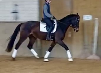 Cheval de sport allemand, Hongre, 4 Ans, 172 cm, Bai brun