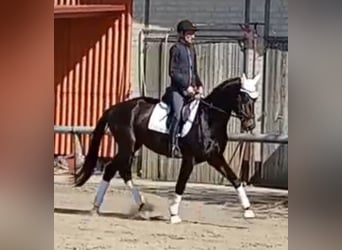 Cheval de sport allemand, Hongre, 4 Ans, 172 cm, Bai brun