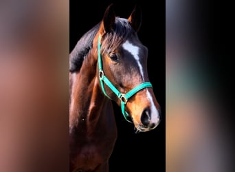 Cheval de sport allemand, Hongre, 4 Ans, 172 cm, Bai