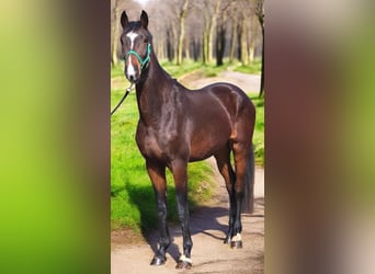Cheval de sport allemand, Hongre, 4 Ans, 172 cm, Bai