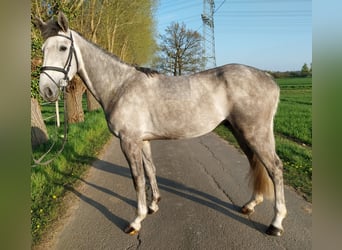 Cheval de sport allemand, Hongre, 4 Ans, 173 cm, Gris pommelé