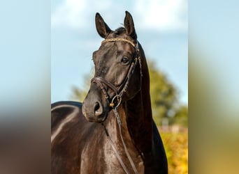 Cheval de sport allemand, Hongre, 4 Ans, 173 cm, Noir