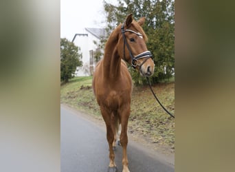 Cheval de sport allemand, Hongre, 4 Ans, 174 cm, Alezan