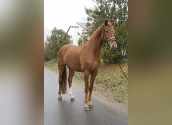 Cheval de sport allemand, Hongre, 4 Ans, 174 cm, Alezan