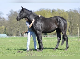 Cheval de sport allemand, Hongre, 4 Ans, 174 cm, Noir