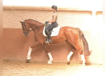 Cheval de sport allemand, Hongre, 4 Ans, 175 cm, Alezan brûlé