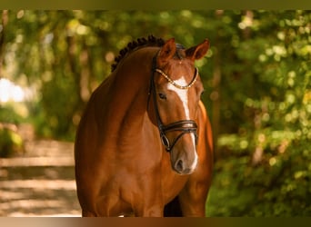 Cheval de sport allemand, Hongre, 4 Ans, 175 cm, Alezan brûlé