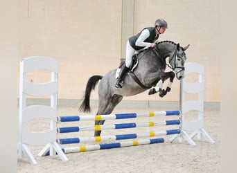 Cheval de sport allemand, Hongre, 4 Ans, 176 cm, Gris