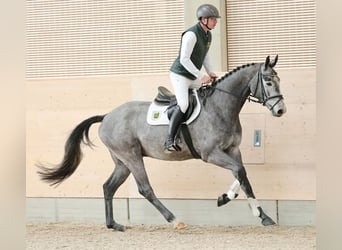 Cheval de sport allemand, Hongre, 4 Ans, 176 cm, Gris