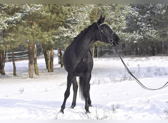 Cheval de sport allemand, Hongre, 4 Ans, 176 cm, Noir