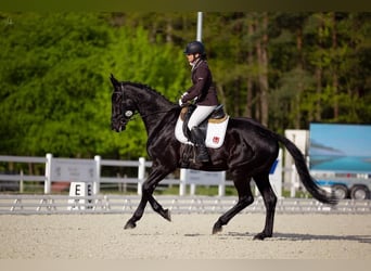 Cheval de sport allemand, Hongre, 4 Ans, 177 cm, Noir