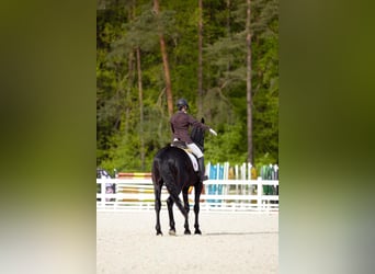 Cheval de sport allemand, Hongre, 4 Ans, 177 cm, Noir