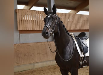 Cheval de sport allemand, Hongre, 4 Ans, 178 cm, Bai brun foncé