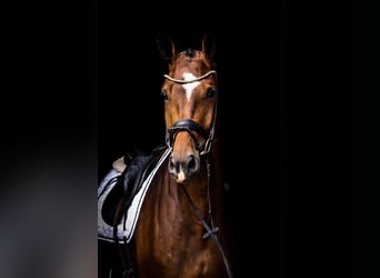 Cheval de sport allemand, Hongre, 4 Ans, 180 cm, Bai brun