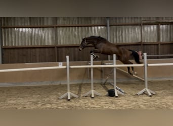 Cheval de sport allemand, Hongre, 4 Ans, 180 cm, Bai brun