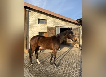 Cheval de sport allemand, Hongre, 4 Ans, 180 cm, Bai