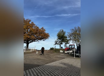 Cheval de sport allemand, Hongre, 4 Ans, 180 cm, Bai