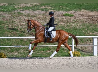 Cheval de sport allemand, Hongre, 4 Ans, Alezan