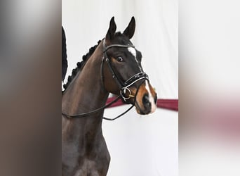 Cheval de sport allemand, Hongre, 4 Ans, Bai brun