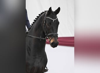Cheval de sport allemand, Hongre, 4 Ans, Bai brun foncé