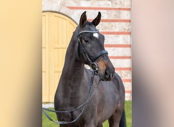 Cheval de sport allemand, Hongre, 4 Ans, Bai brun foncé