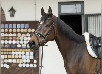 Cheval de sport allemand, Hongre, 4 Ans, Bai