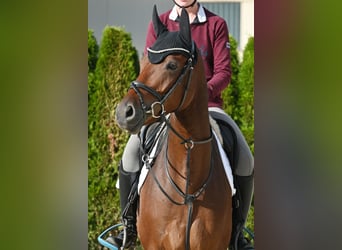 Cheval de sport allemand, Hongre, 4 Ans, Bai