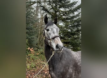 Cheval de sport allemand, Hongre, 4 Ans