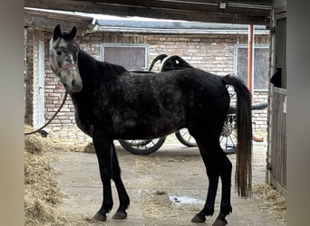 Cheval de sport allemand, Hongre, 4 Ans, Gris pommelé