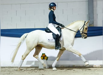 Cheval de sport allemand, Hongre, 5 Ans, 158 cm, Palomino